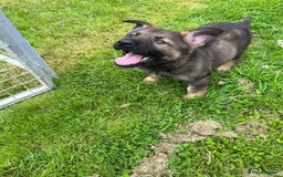 German Shepherd dogs for sale: German Shepherd Pups  - Image 38