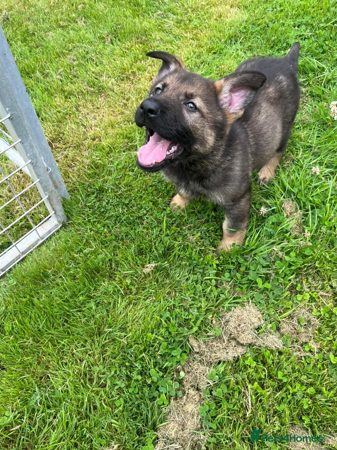 German Shepherd dogs for sale: German Shepherd Pups  - Image 38