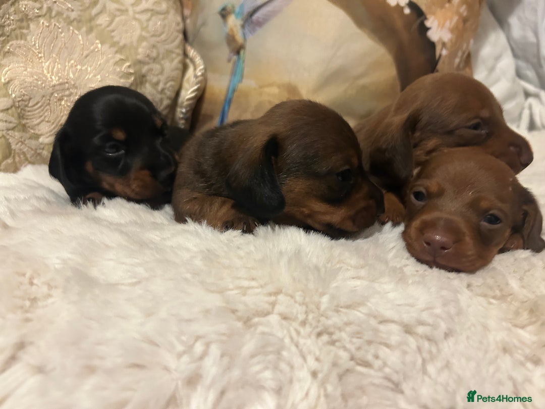 Miniature Dachshund dogs for sale: Kennel club registered litter of 4 pups - Image 16