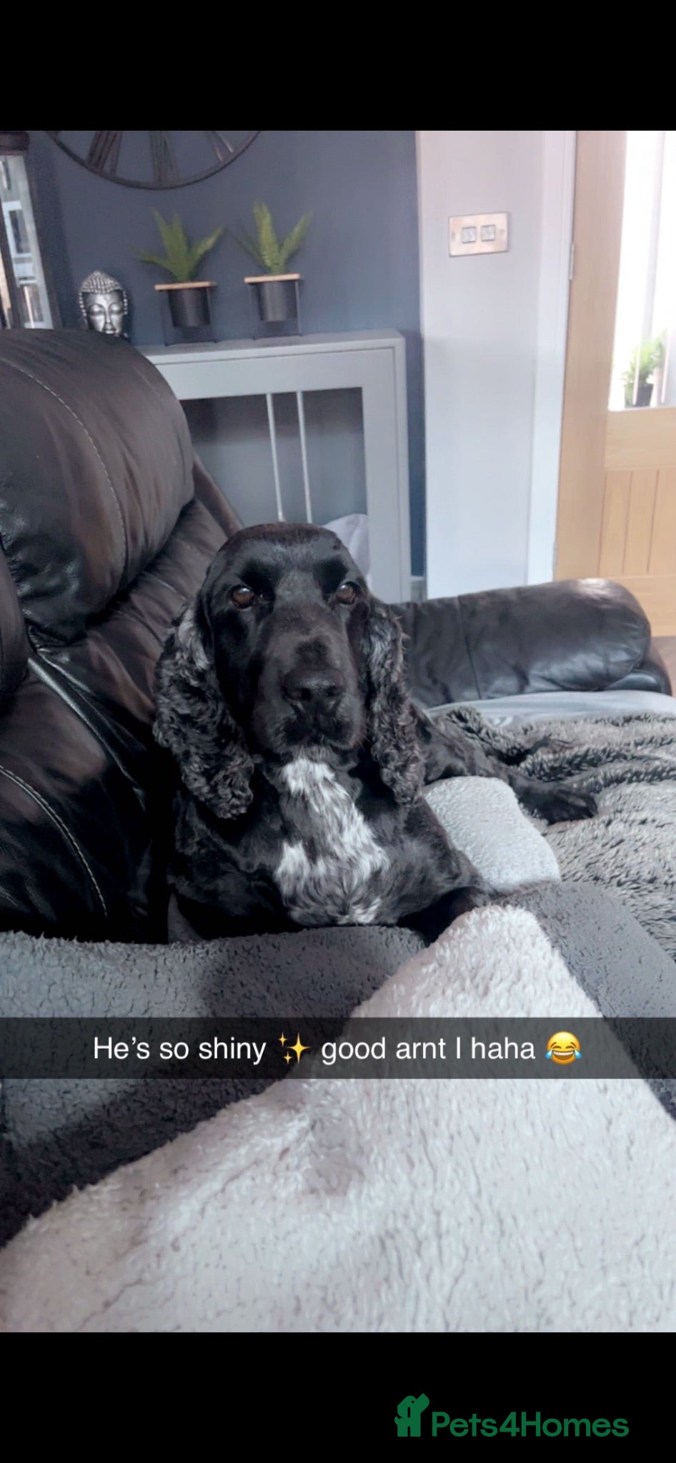 Cocker Spaniel dogs Hugo is looking for a home  - Advert 1