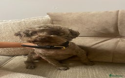 Miniature Poodle dogs for sale: Beautiful flower girl& Bertie boy , need a loving  - Image 6