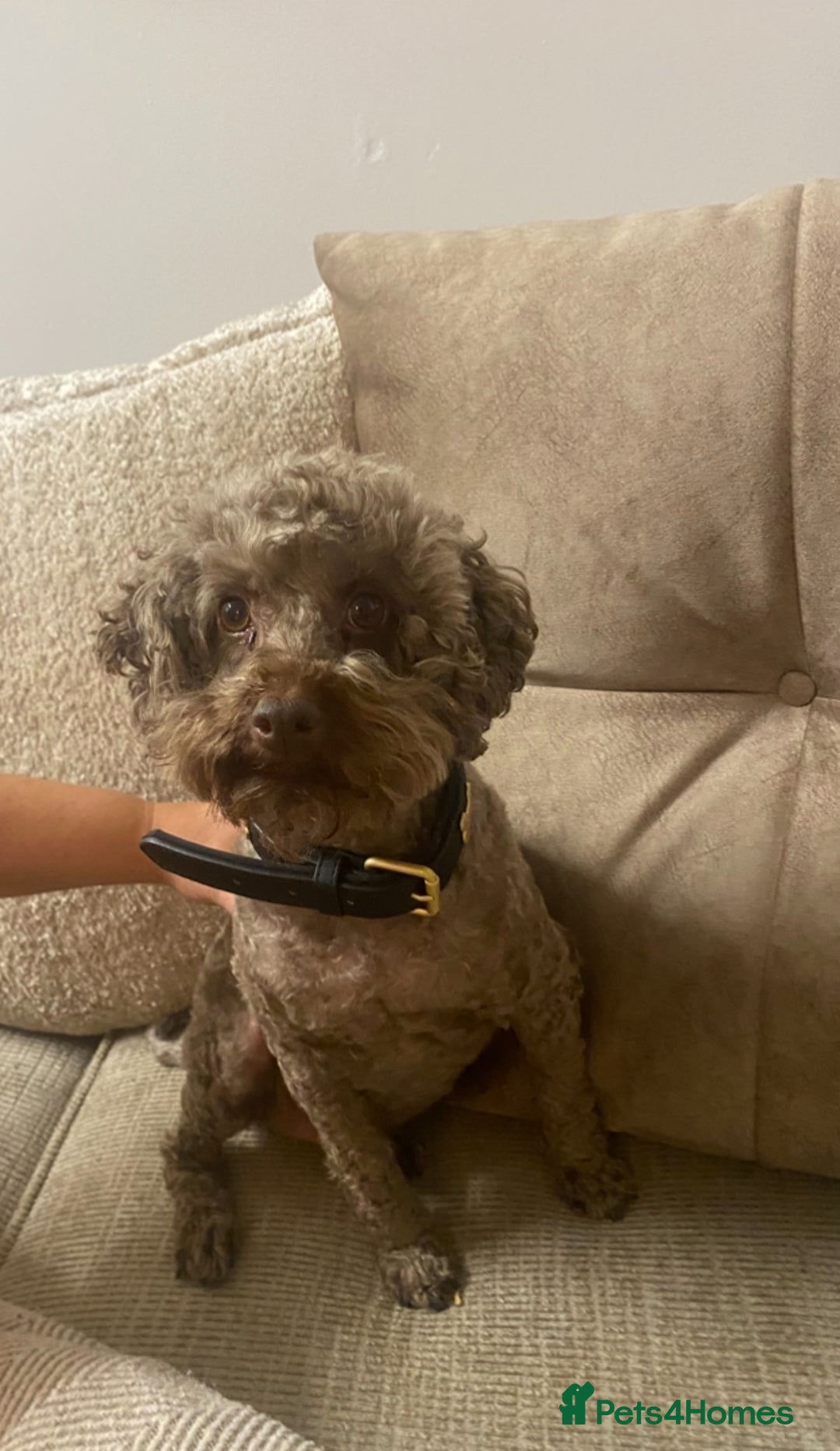 Miniature Poodle dogs for sale: Beautiful flower girl& Bertie boy , need a loving  - Image 6