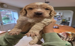 Cocker Spaniel dogs for sale: Stunning Cocker Spaniel Pups from Working Heritage - Image 11