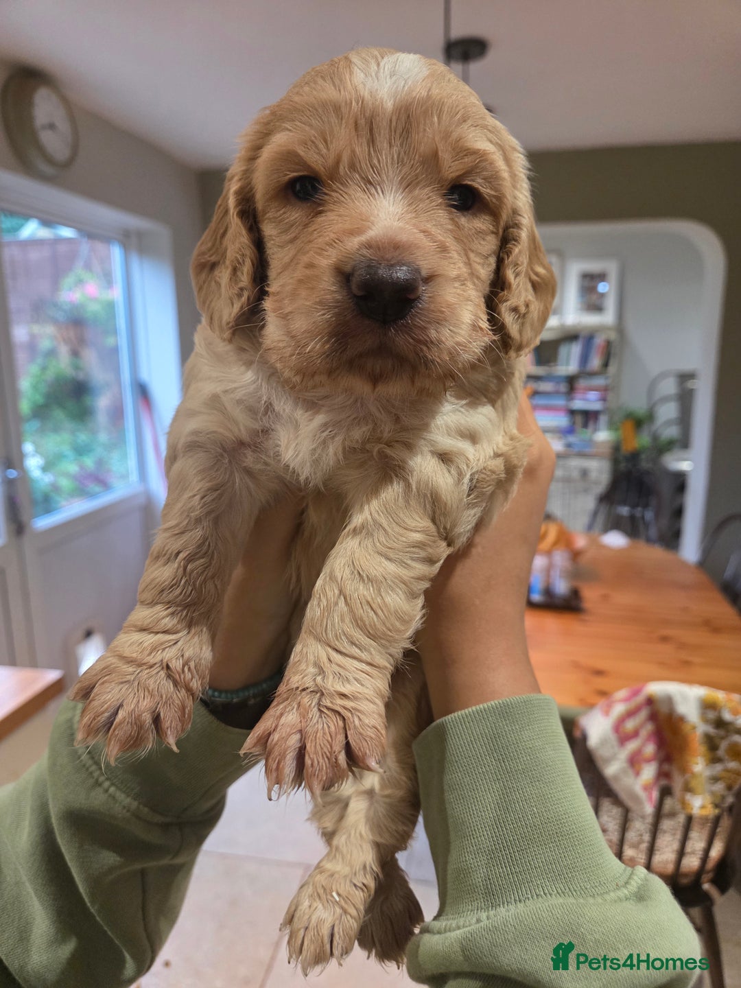 Cocker Spaniel dogs for sale: Stunning Cocker Spaniel Pups from Working Heritage - Image 11