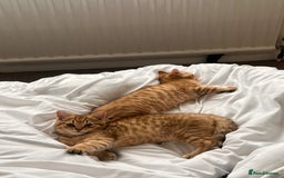 British Shorthair cats for sale: Golden bsh black tip  - Image 3