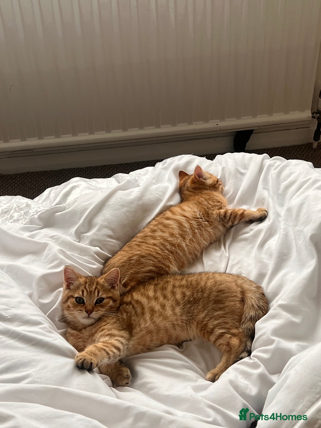 British Shorthair cats for sale: Golden bsh black tip  - Image 3