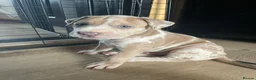 Bandog dogs for sale: Bandog x Bulldog puppies in Watford - Advert 13