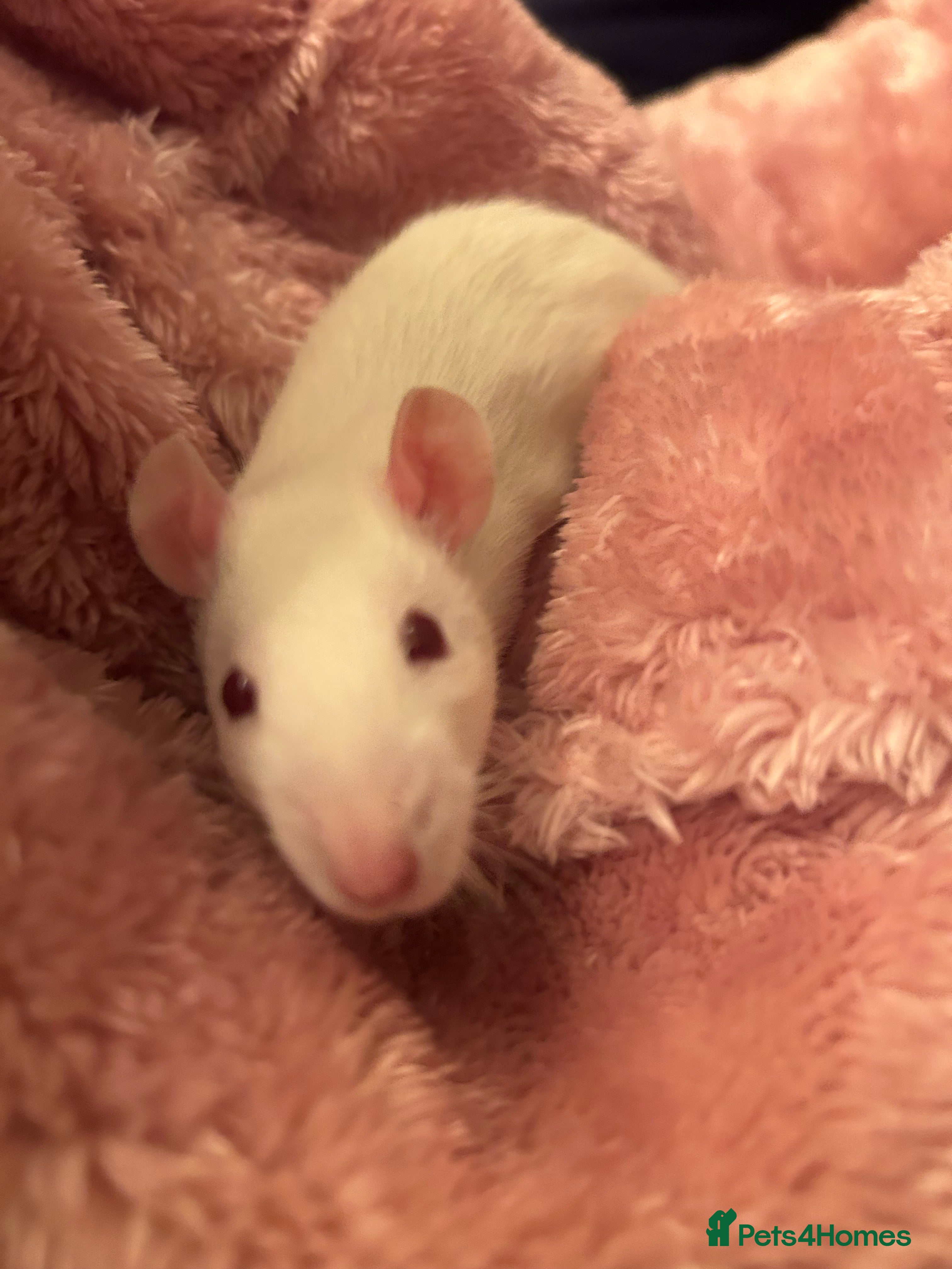 Rat rodents 3 female rats looking to rehome  - Advert 1