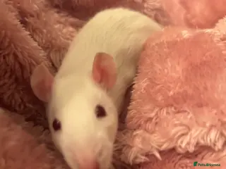 Rat rodents 3 female rats looking to rehome - Advert 1