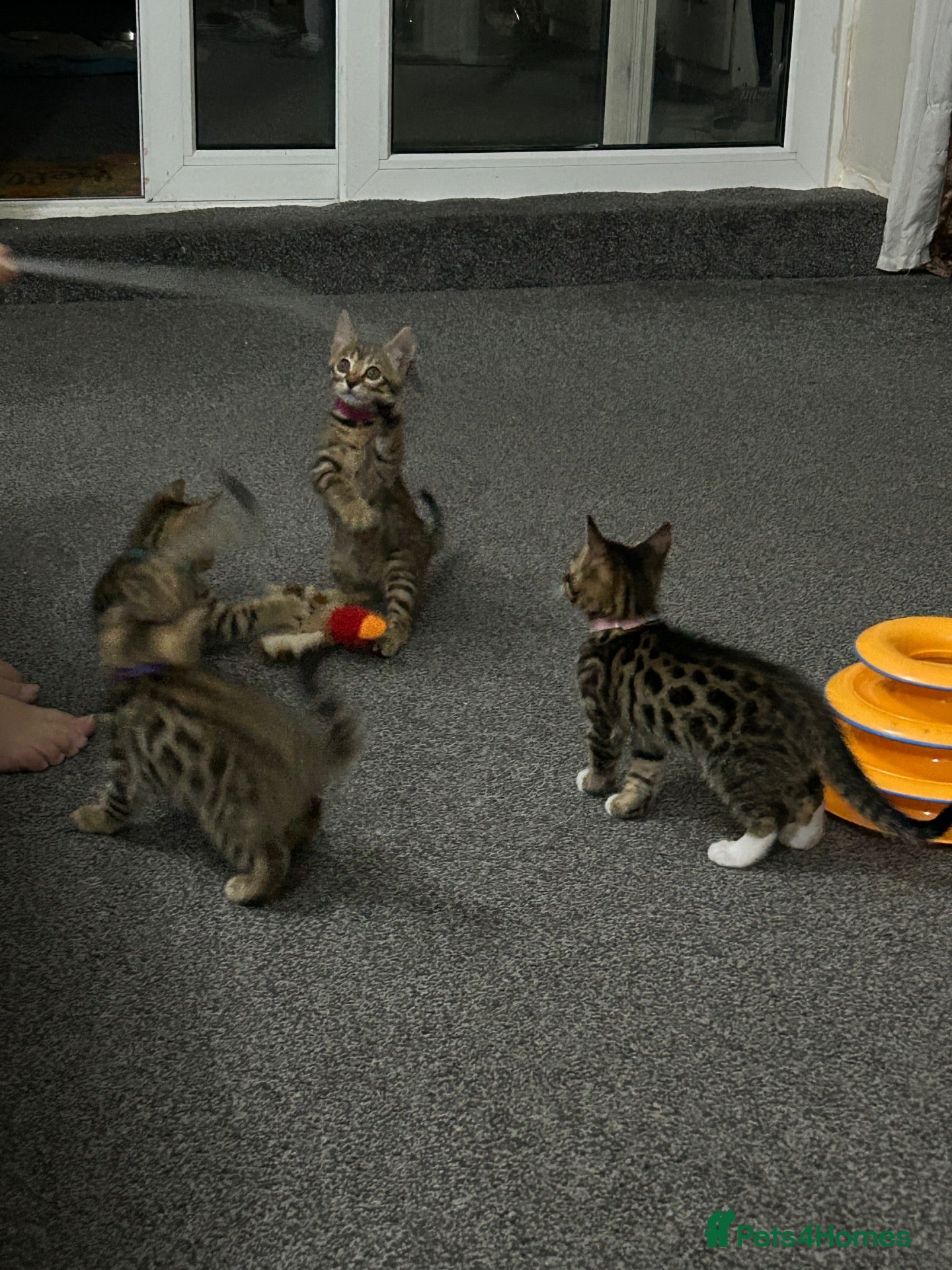 Bengal cats Bengal kittens mix - ready to go to new home - Advert 1