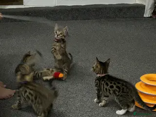 Bengal cats Bengal kittens mix - ready to go to new home - Advert 1