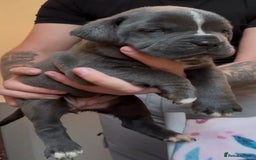Mixed Breed dogs for sale: Cane Corse X puppies  - Image 21