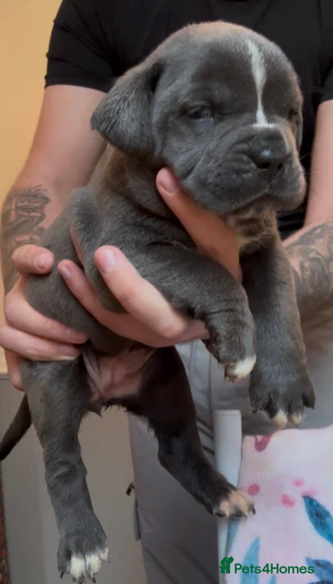 Mixed Breed dogs for sale: Cane Corse X puppies  - Image 21