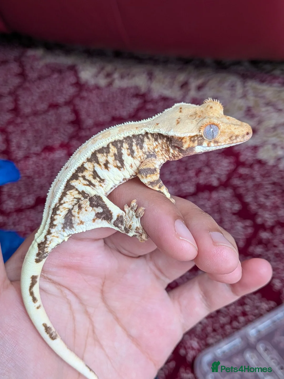 Gecko reptiles for sale: Various crested geckos  - Advert 1