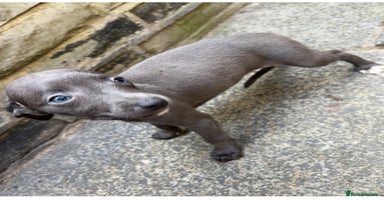 Whippet dogs - Advert 3