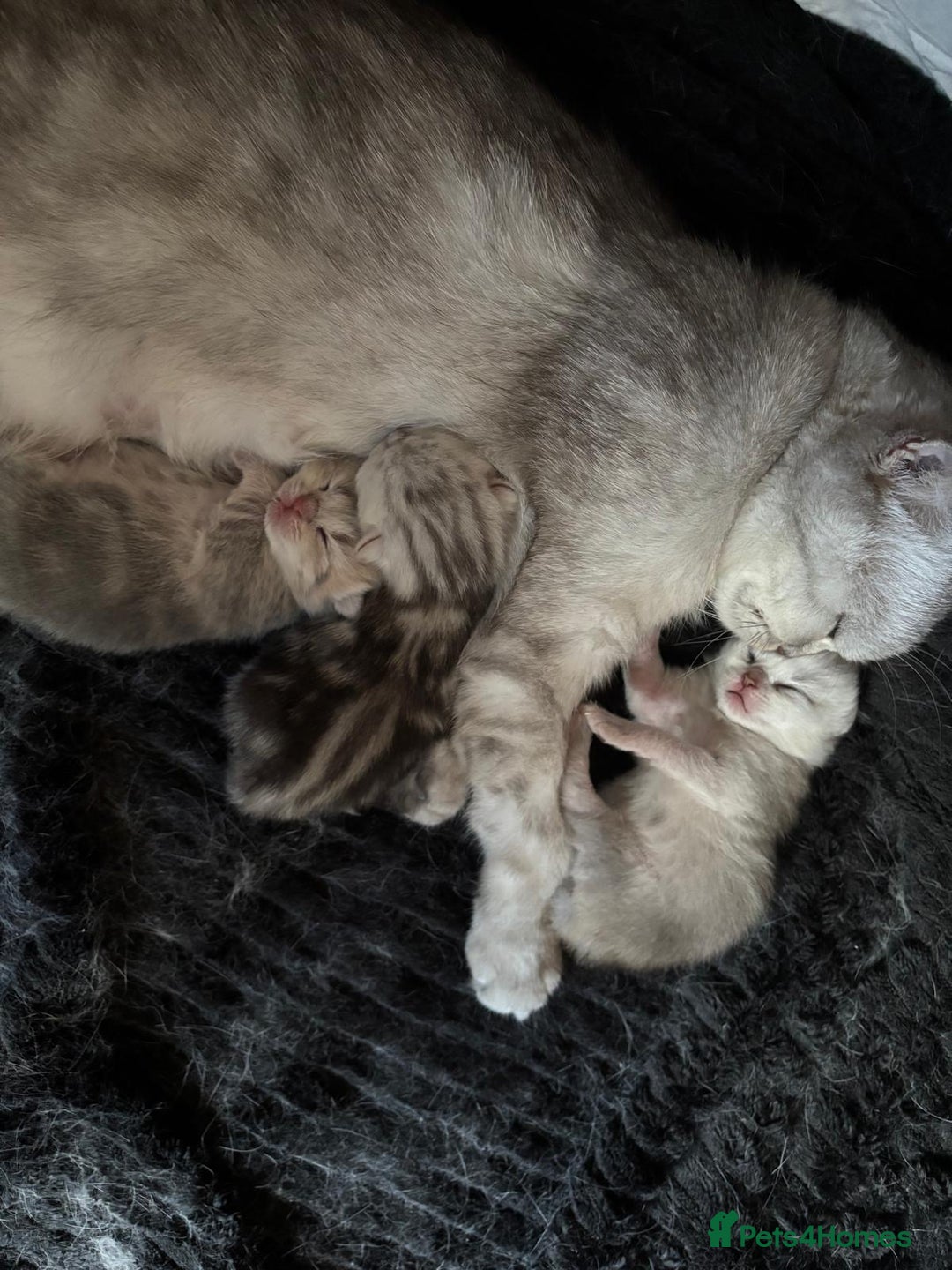 British Shorthair cats for sale: ❤️ Rare Persian Fold/Straight ❤️ - Image 6