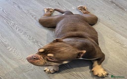 Shorty Bull dogs for sale: Exotic Pocket Bully. - Image 3