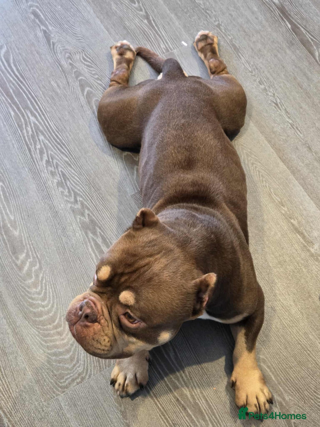 Shorty Bull dogs for sale: Exotic Pocket Bully. - Image 3