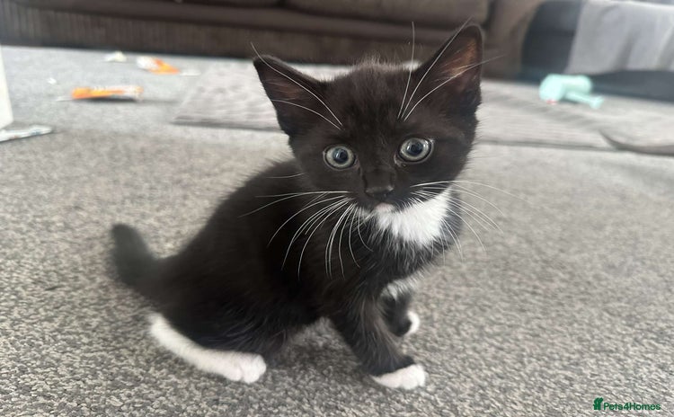 Mixed Breed cats - Advert 13