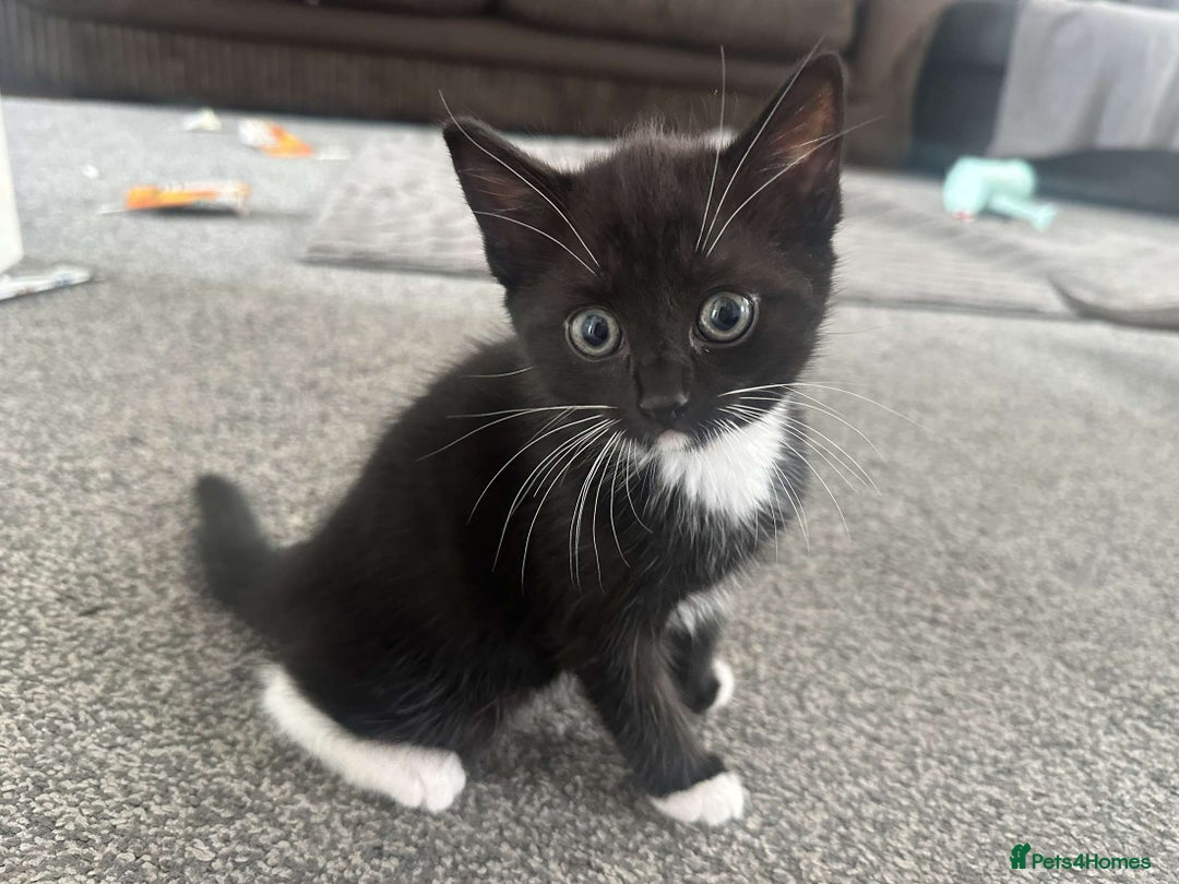 Mixed Breed cats for sale: 2 Beautiful Black n White kittens  - Image 1