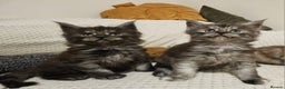 Maine Coon cats for sale: Maine coon kittens  - Advert 2
