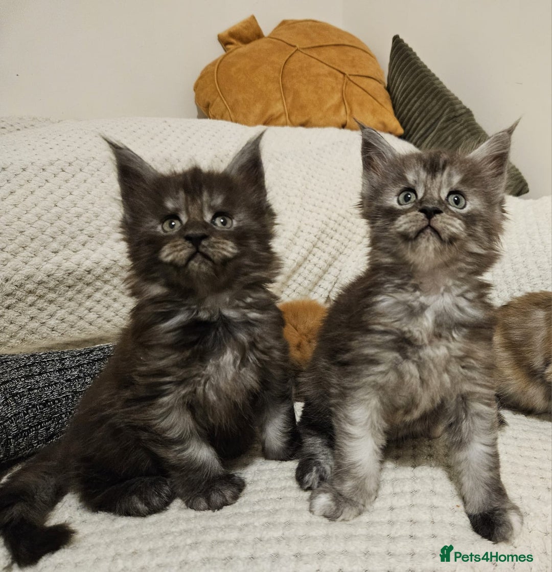 Maine Coon cats for sale: Maine coon kittens  - Advert 2