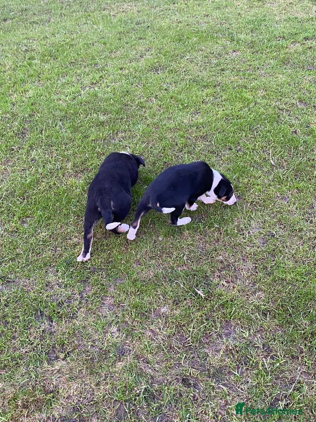 Border Collie dogs for sale: Border Collie Puppies For Sale - Advert 6