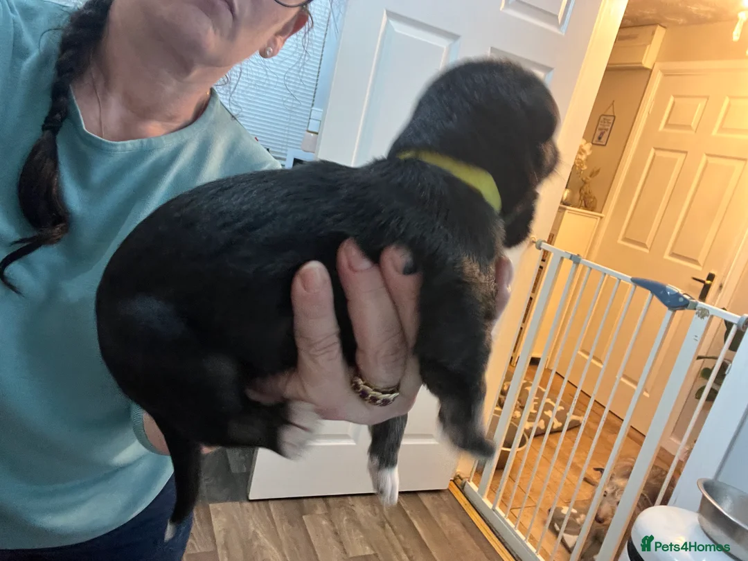 Bedlington Terrier dogs for sale: Beautiful Bedy/whippet Pups in Halstead - Advert 7