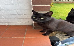 American Shorthair cats for sale: 2 all back kitten for sale  - Image 3