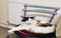 Ragdoll cats for sale: Ragdoll kittens  - Image 20