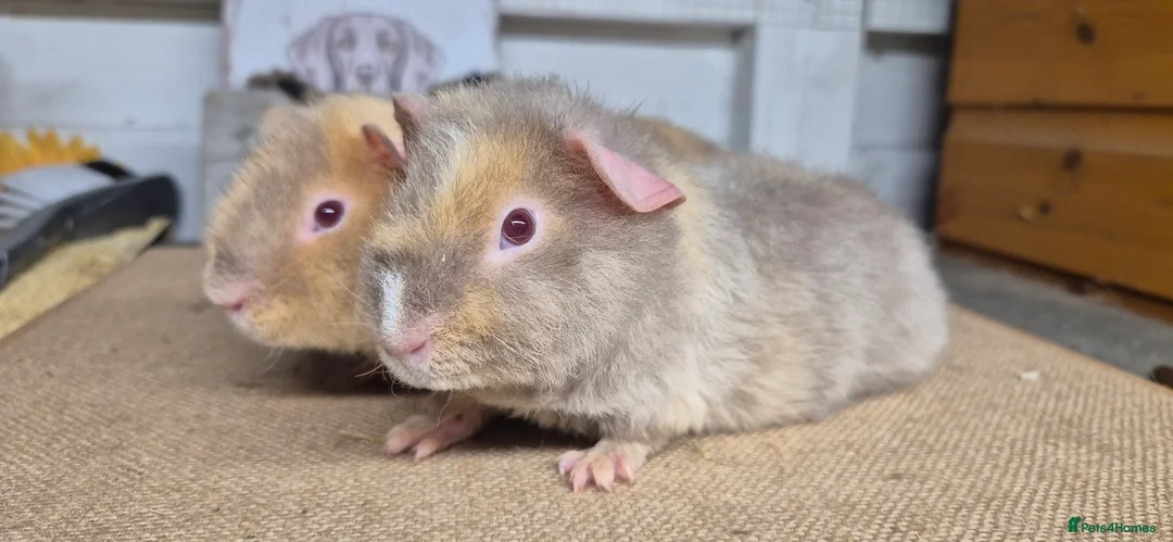 Guinea Pig rodents for sale: Baby teddy guinea pigs - Advert 1
