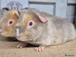Guinea Pig rodents Baby teddy guinea pigs - Advert 1