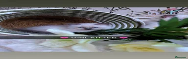 Ragdoll Kitten 6