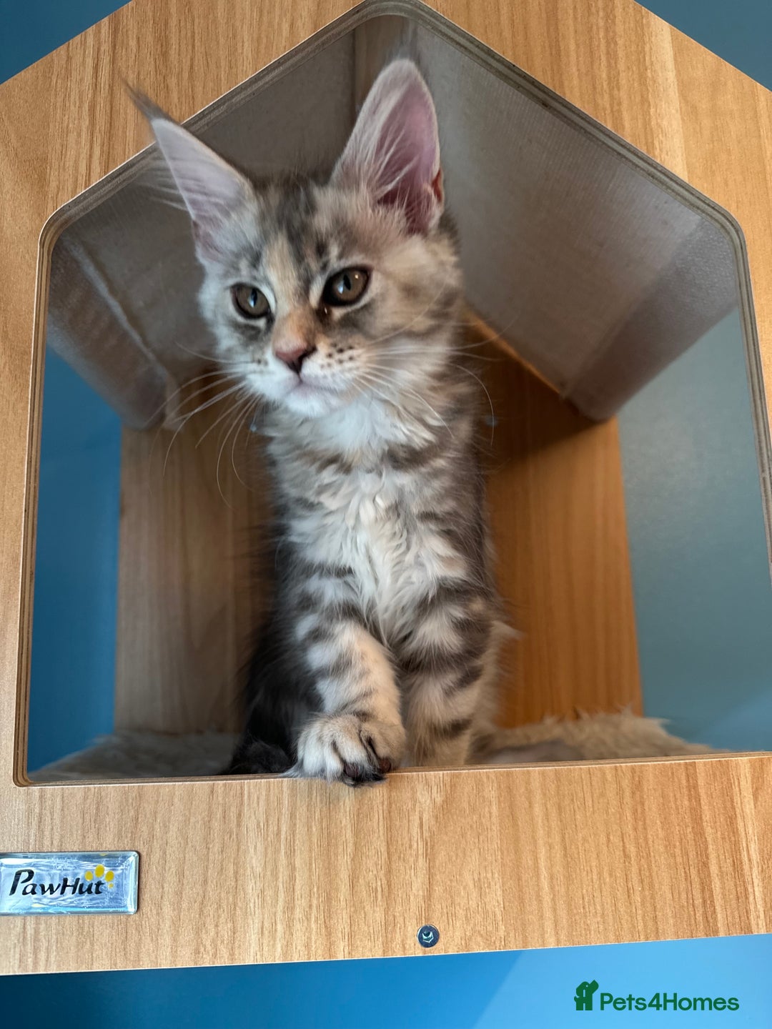 Maine Coon cats for sale: GCCF Registered Maine Coon Kittens *2 left* - Image 4