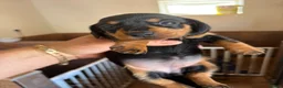 Miniature Dachshund dogs for sale:  Last Black and Tan girls remaining  - Advert 3