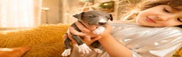 Italian Greyhound dogs for sale: 1 BOY LEFT Italian Greyhound Puppies - Advert 9