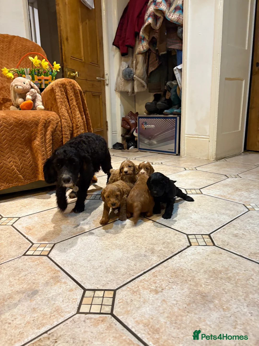 Cockapoo dogs for sale: Cockapoo babies  - Advert 2