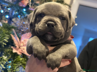 Staffordshire Bull Terrier dogs KC Crufts Blue Staffordshire Bull Terrier Puppies - Advert 1