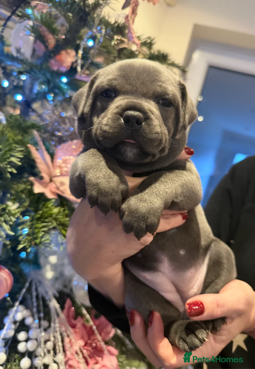 Staffordshire Bull Terrier dogs for sale: KC Blue Staffordshire Bull Terrier Puppies SOLD - Advert 10