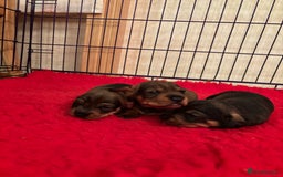 Dachshund dogs for sale: 3 gorgeous Teckel Dachshunds - Image 2