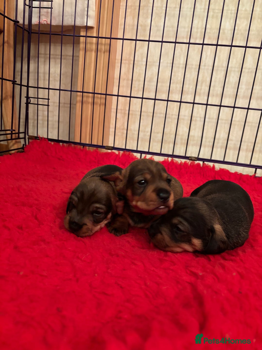 Dachshund dogs for sale: 3 gorgeous Teckel Dachshunds - Image 2