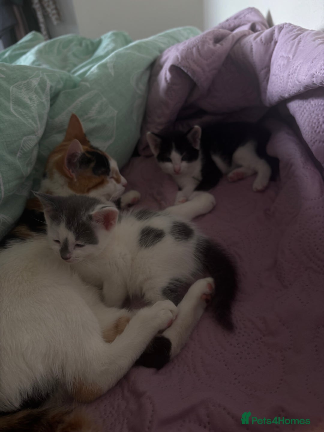 Mixed Breed cats for sale: 3 kittens for sale  - Image 9