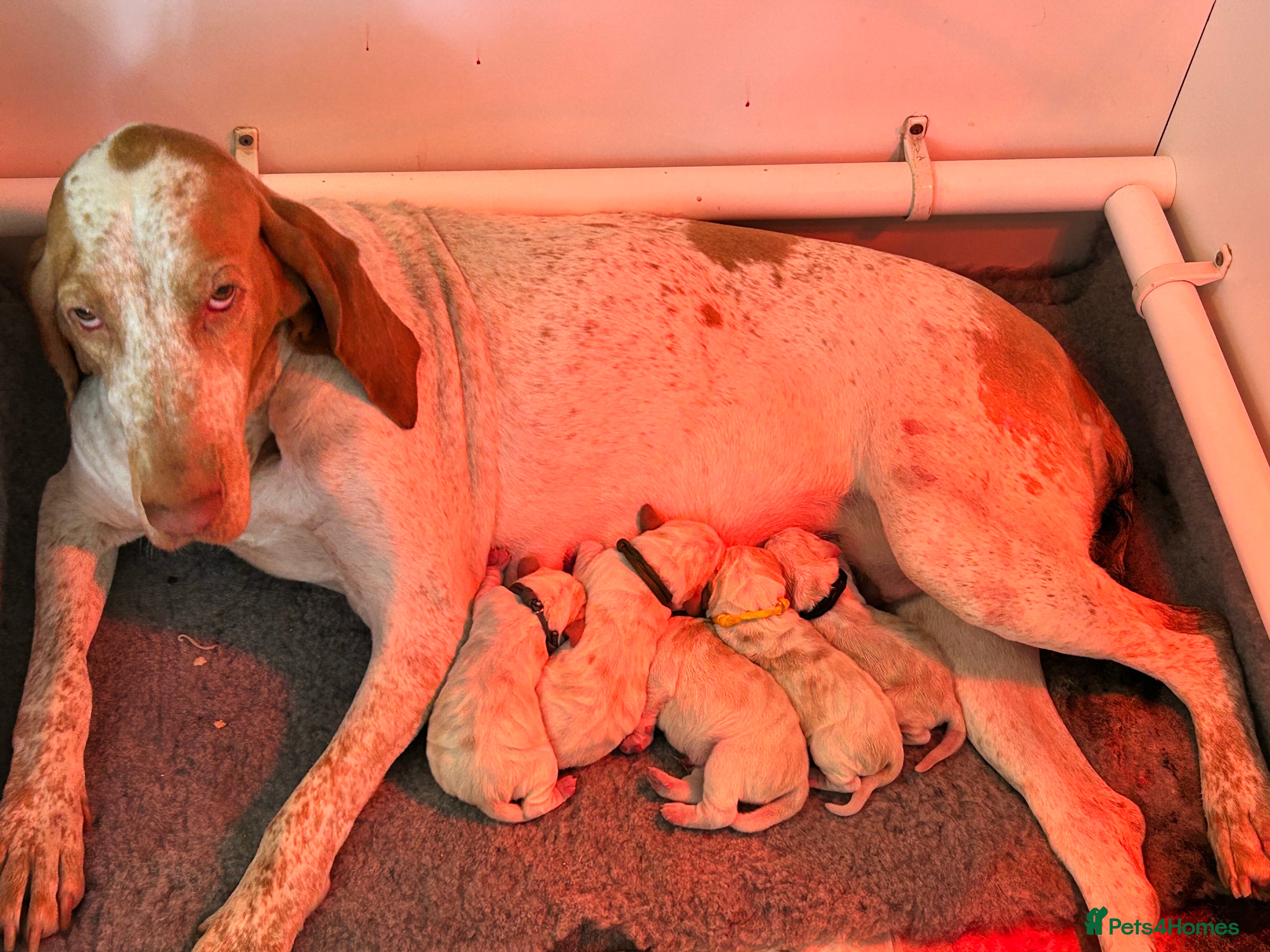 Bracco Italiano dogs Spring Litter Planned  - Advert 1