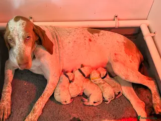 Bracco Italiano dogs Spring Litter Planned - Advert 1