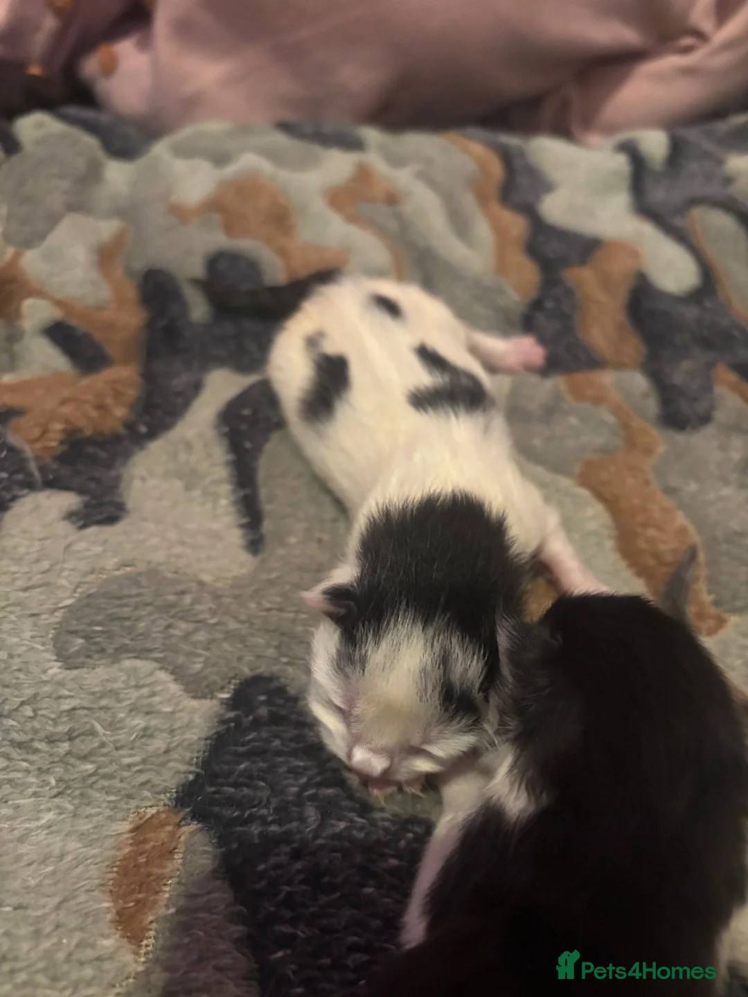 Mixed Breed cats for sale: Beautiful litter of kittens - Advert 7