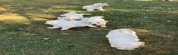 Bichon Frise dogs for sale: Hello in Stanmore - Advert 4
