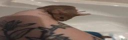 Mouse rodents for sale: Young female mice - Advert 7