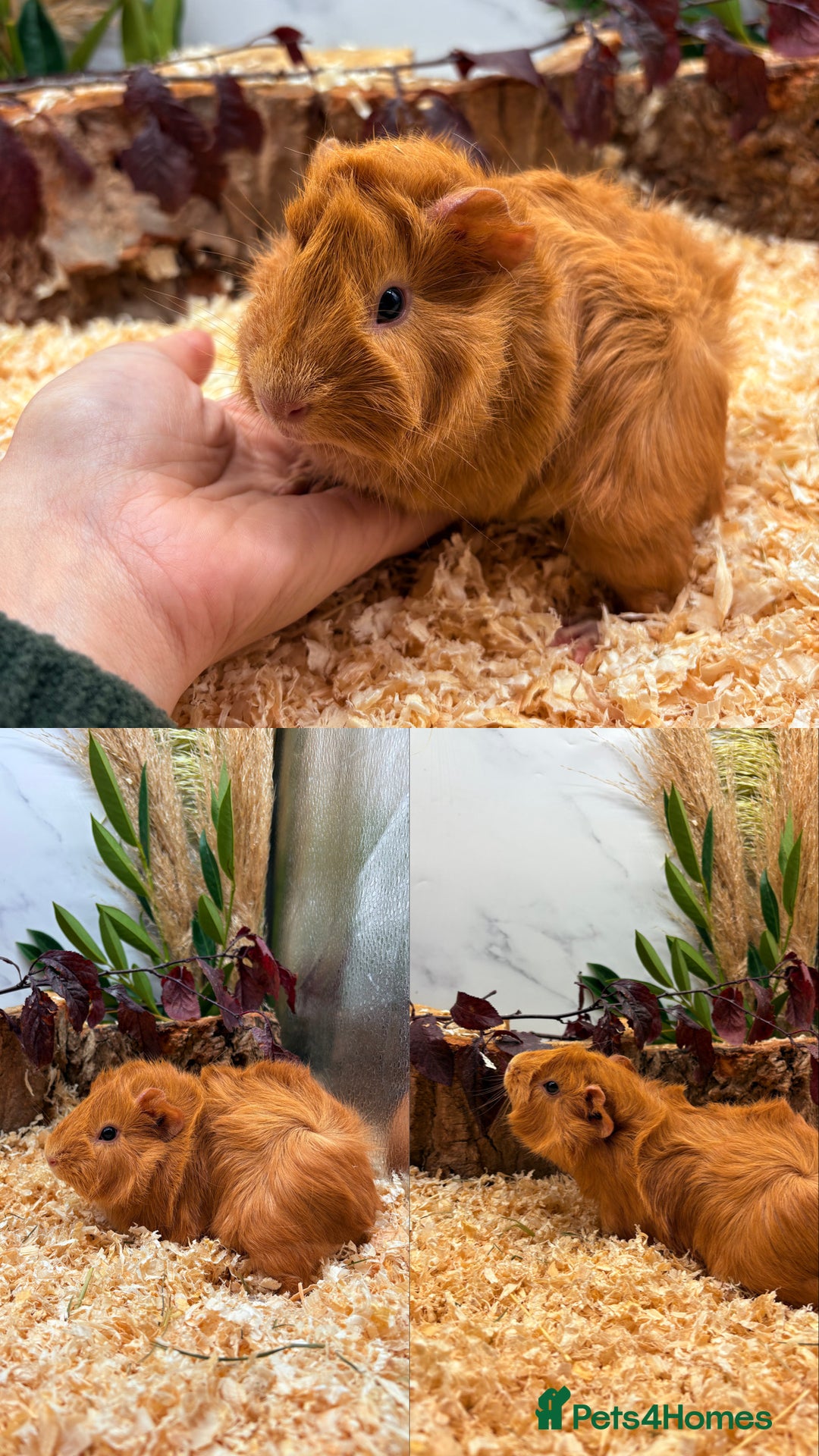Guinea Pig rodents for sale: ✨Baby Guinea Pigs Available Girls ✨💗 - Image 10