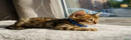 Bengal cats for sale: ONLY 4 LEFT - HEALTH/DNA TESTED BENGALS - Advert 26