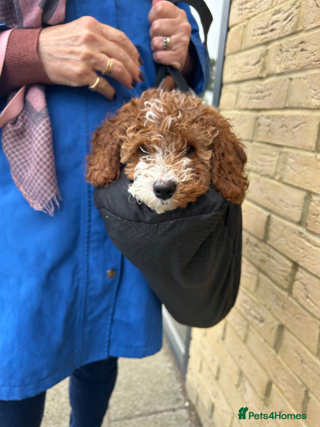 Cavapoo dogs for sale: 5 month old Trained stunning Cavapoo  - Image 6